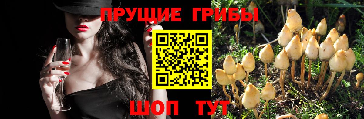 Псилоцибиновые грибы GOLDEN TEACHER Кулебаки